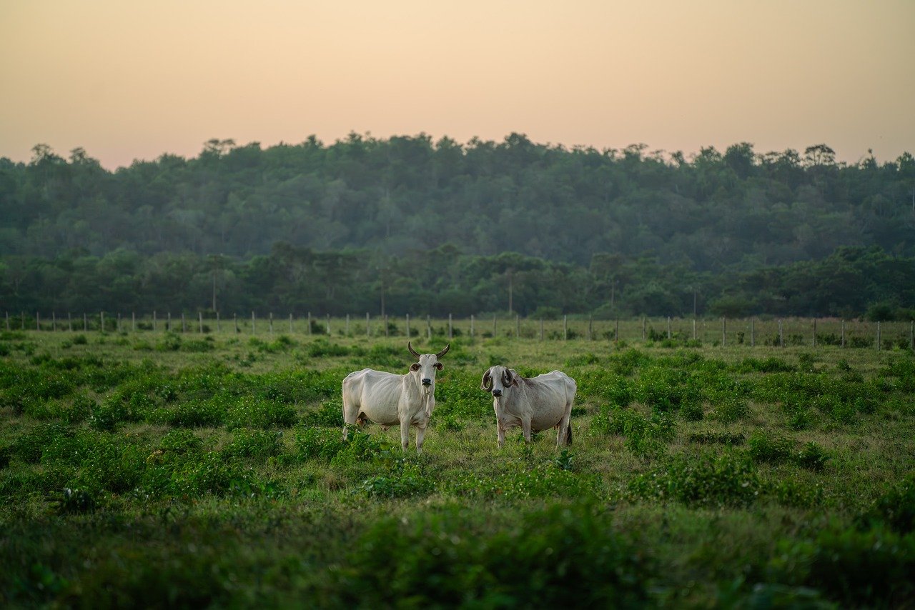 Exportações de carne bovina brasileira batem recorde no primeiro semestre de 2024