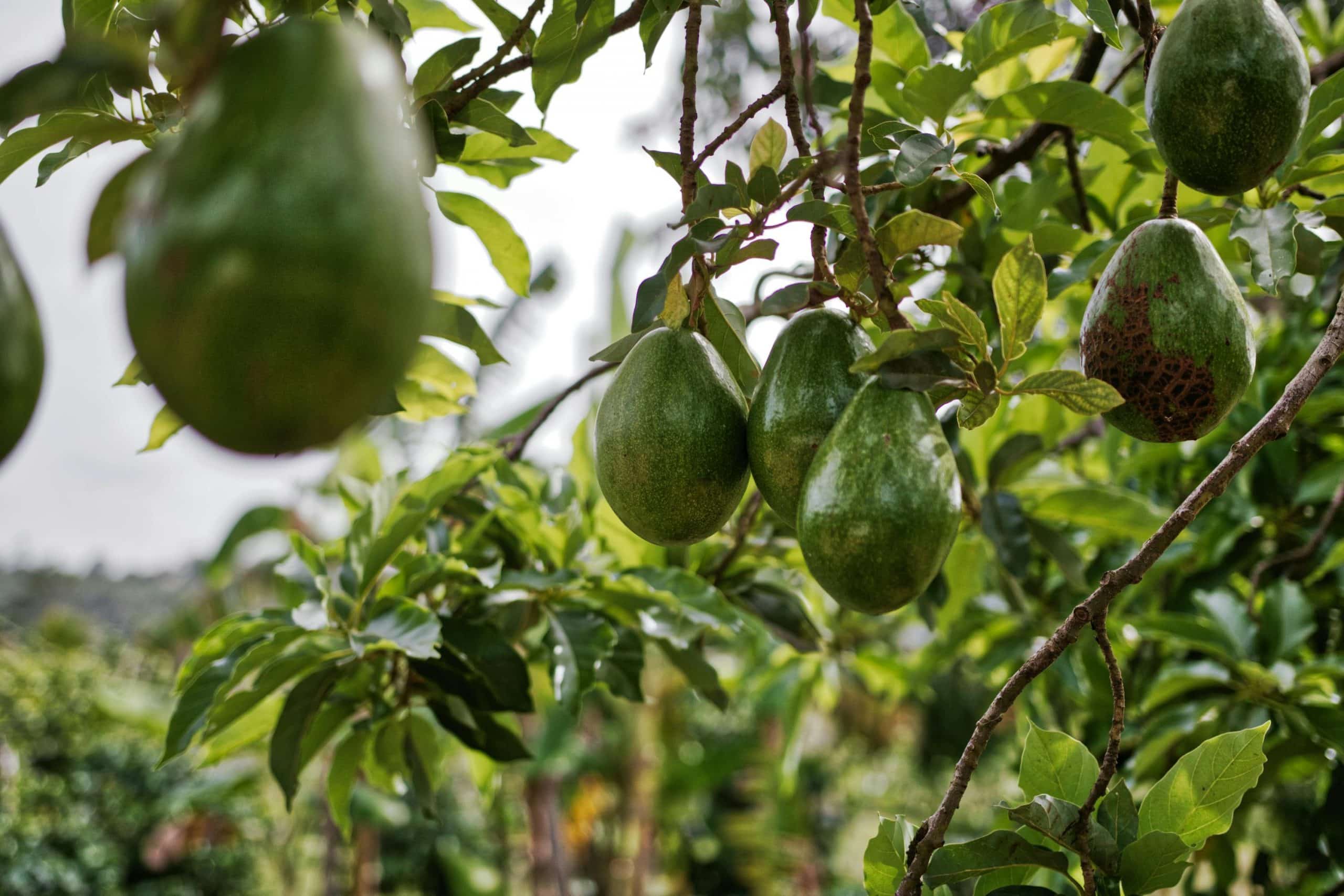 Abacate: entenda a movimentação de comércio internacional da fruta