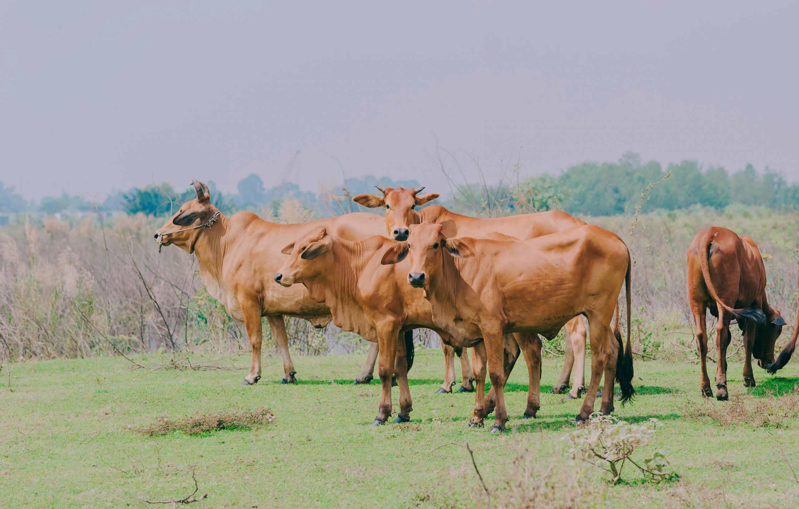 Exportações de carne bovina do Brasil: crescimento e desafios