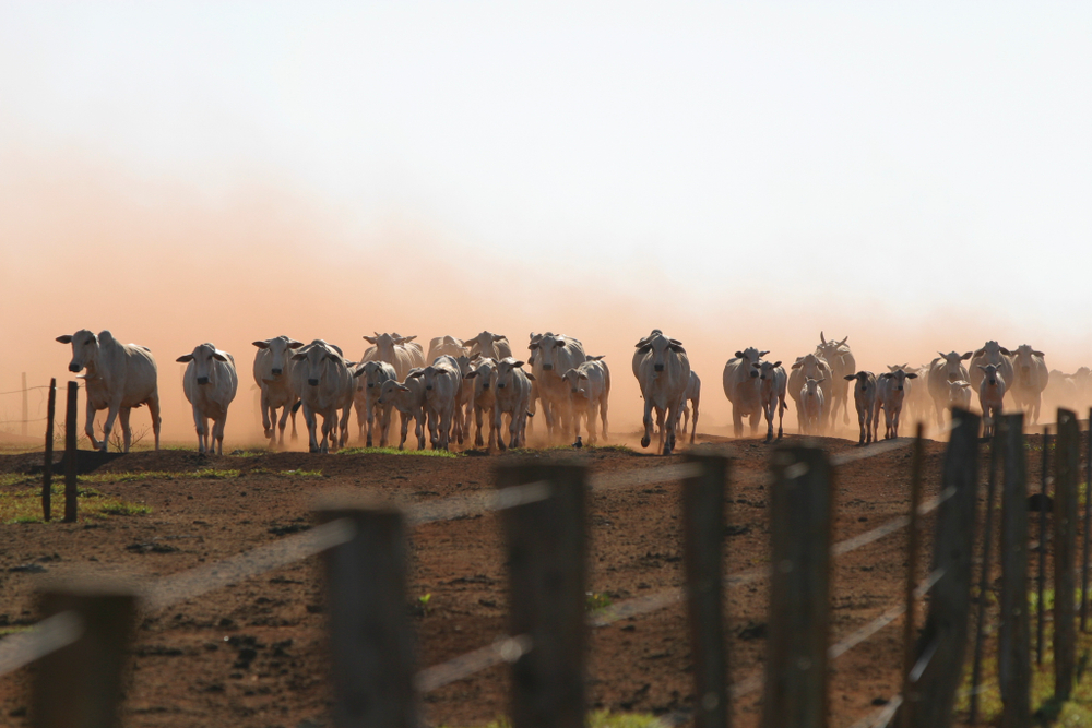 Exportação de carne bovina aos EUA cresce 72% em 2024 com queda local