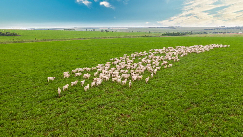 Exportações de carne bovina do Brasil batem recordes e crescem