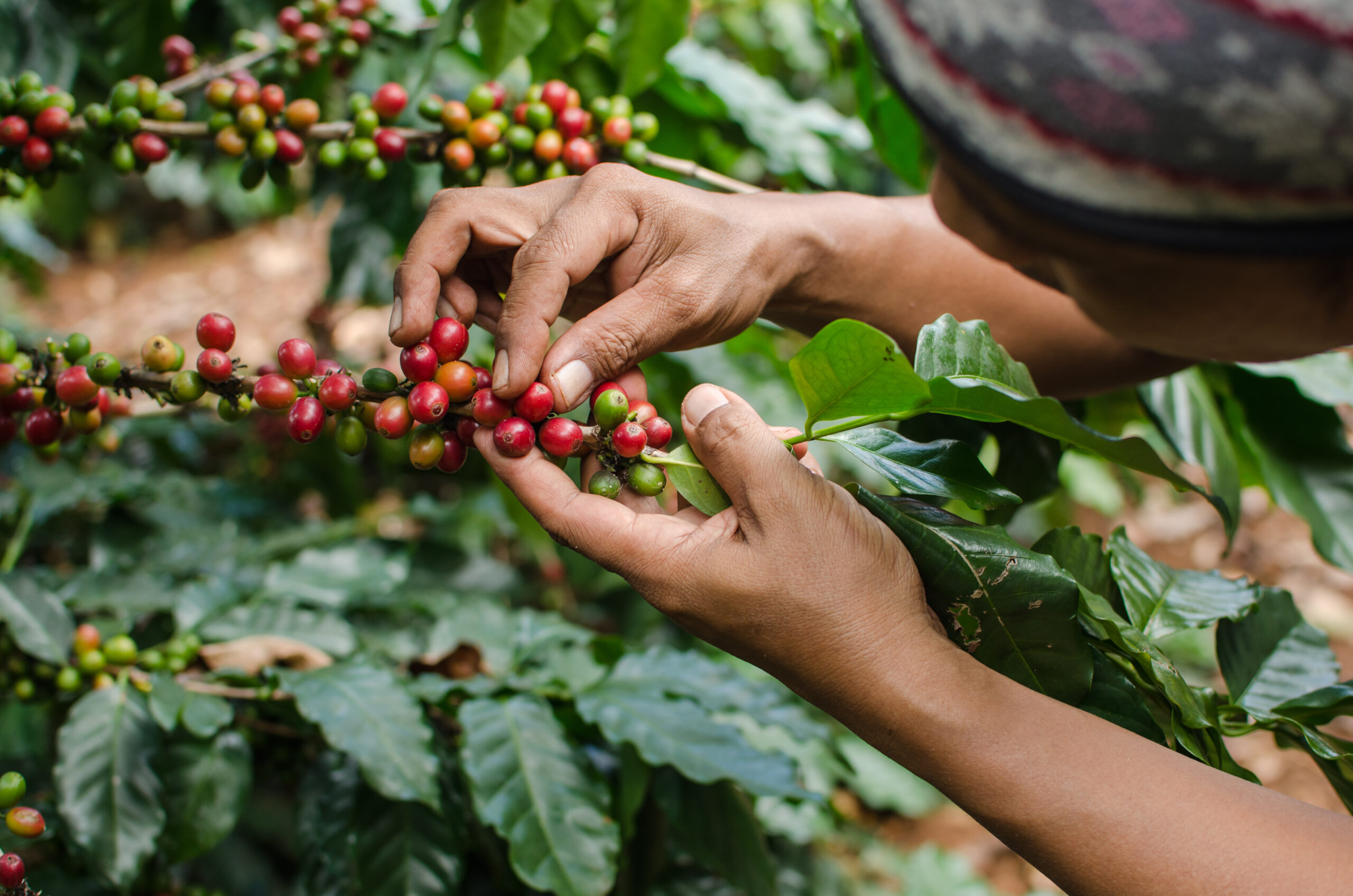 Brasil se consolida como potência cafeeira global em meio à escalada dos preços